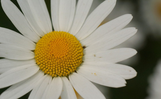 Gänseblümchen. 